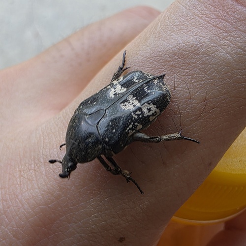 Mango Flower-beetle
