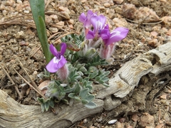 Oxytropis multiceps