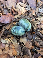 Rossbeevera pachydermis