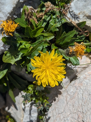 Scorzoneroides montana, photograph 2
