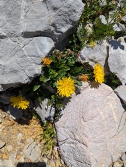 Scorzoneroides montana, photograph (c) Elias, some rights reserved (CC BY)