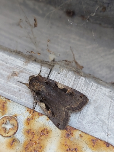 Setaceous Hebrew Character