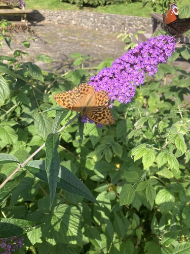 Silver-washed Fritillary
