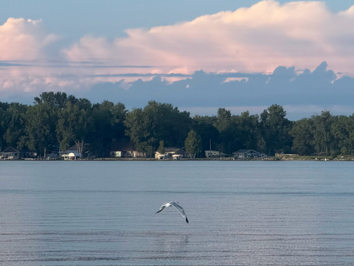 Ring-billed Gull
