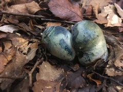 Rossbeevera pachydermis