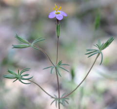 Leptosiphon ambiguus