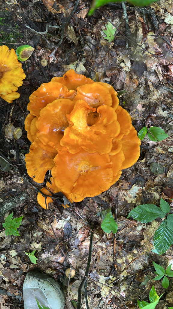 Eastern American jack-o'-lantern · August 2026 · photo: Photo: no rights reserved · iNaturalist