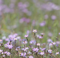 Leptosiphon ambiguus