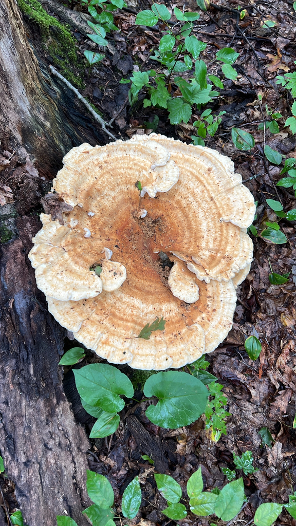 Berkeley's Polypore · August 2026 · photo: Photo: no rights reserved · iNaturalist