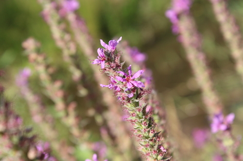 purple loosestrife