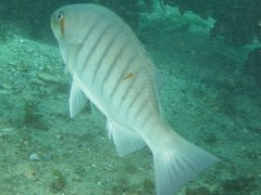Cochleoceps orientalis