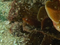 Cochleoceps orientalis