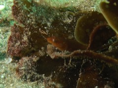 Cochleoceps orientalis