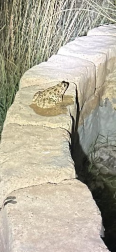 Plains Leopard Frog