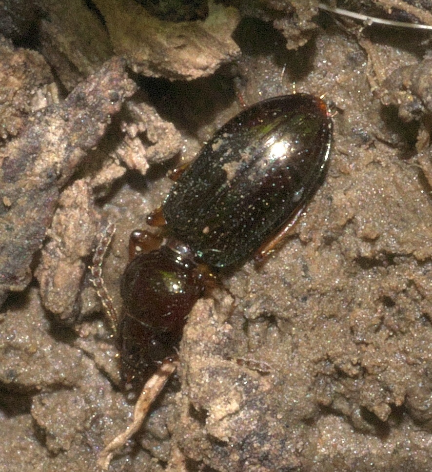 Semiardistomis puncticollis
