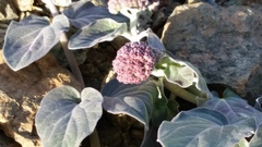 Asclepias solanoana
