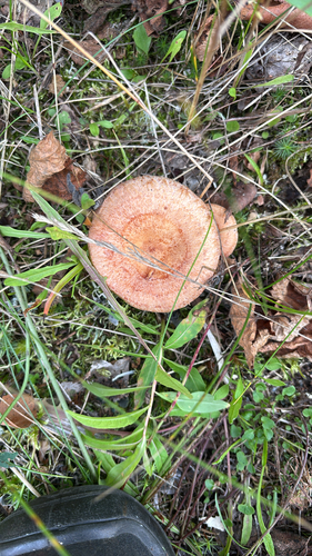 Woolly Milkcap