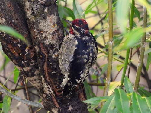 Red-naped Sapsucker