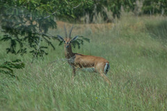 Gazella bennettii