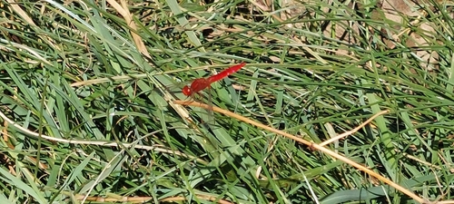 Broad Scarlet