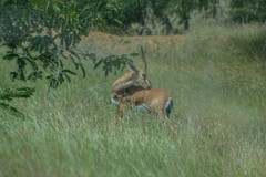 Gazella bennettii