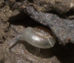Gastrodontidae