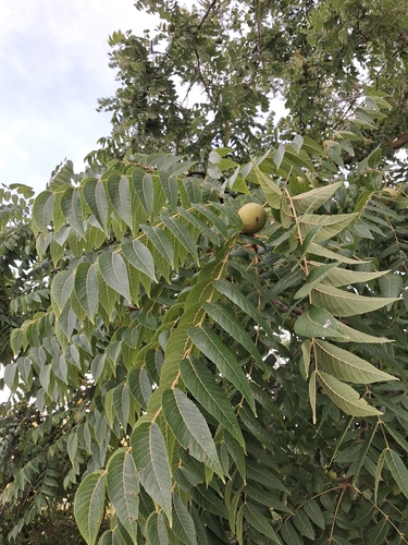 eastern black walnut