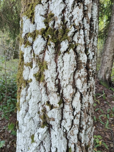 Whitewash Lichen