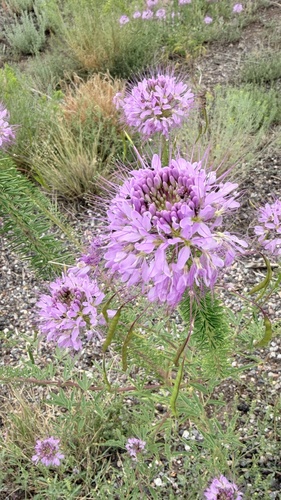 Rocky Mountain Beeplant