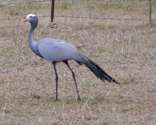 iNaturalist image