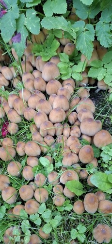 mica cap