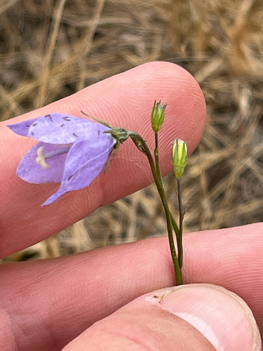 Common Harebell