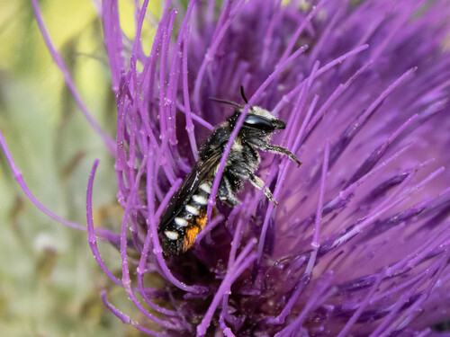 Megachile octosignata