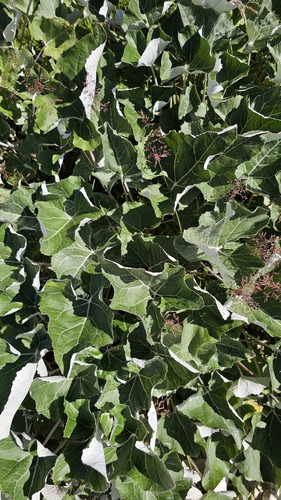 Petasites paradoxus, photograph 2