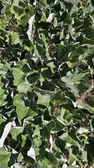 Petasites paradoxus, photograph (c) Claude Kolwelter, some rights reserved (CC BY)