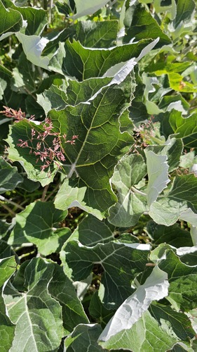 Petasites paradoxus, photograph 3