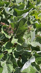 Petasites paradoxus, photograph (c) Claude Kolwelter, some rights reserved (CC BY)