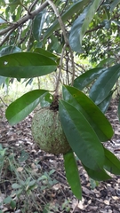 Annona montana
