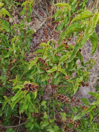 Cistus populifolius, photograph 2