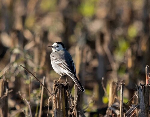 White Wagtail