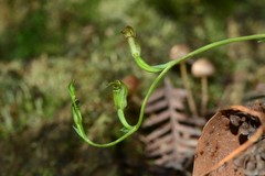 Pterostylis parviflora