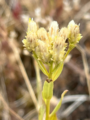 Sericocarpus rigidus, photograph author not stated, no rights reserved