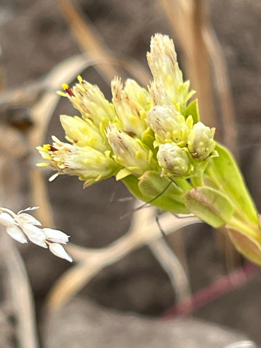Sericocarpus rigidus, photograph 4