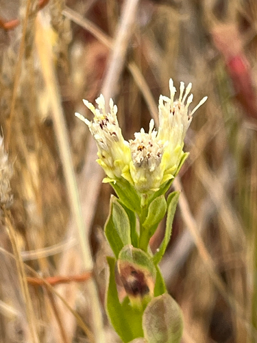 Sericocarpus rigidus, photograph 3
