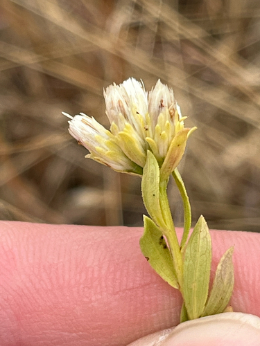 Sericocarpus rigidus