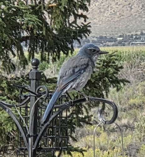 California Scrub-Jay