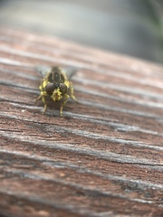 Parhelophilus rex