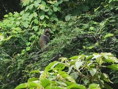 Cercopithecus mitis kolbi