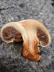 Pholiota nubigena