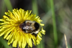 Bombus sichelii